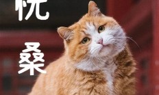 御猫也得做身材管理：故宫猫减肥备战猫王大赛