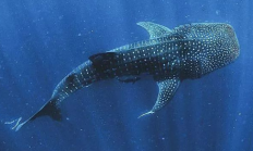 世界上最小的鲸是什么？有多大？