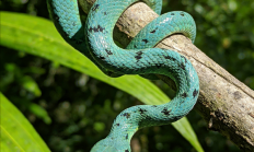 一口能致命 广州男子实拍“盖瑞蛇”进食过程被咬