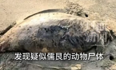 广东海滩发现“美人鱼”尸体：2022年已功能性灭绝
