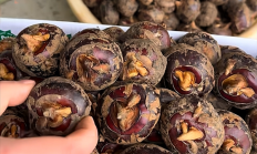 被称为“最脏水果” 马蹄还能放心吃吗