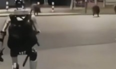 国产机器人波兰街头显身手！宇树机器人成功吓退3头野猪