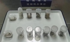 福州海关截获30只成虫：含4只亚洲最大的蜈蚣