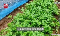 老太偷菜逃跑摔伤 向菜主索赔8万引热议 法院驳回诉求被网友点赞