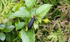 是益虫也是害虫 湖南局部出现大量“鸡公虫”：皮肤接触就长水泡