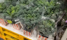 网红蔬菜价格大涨30倍 一经推出直接被抢空