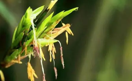 老古话说的“竹子开花，马上搬家”是什么意思？有何可怕之处？（这都可以？） 第2张