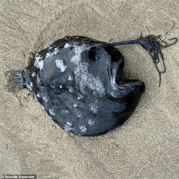 罕见深海生物冲上沙滩 又丑又凶又怪：日本却奉为顶级美食