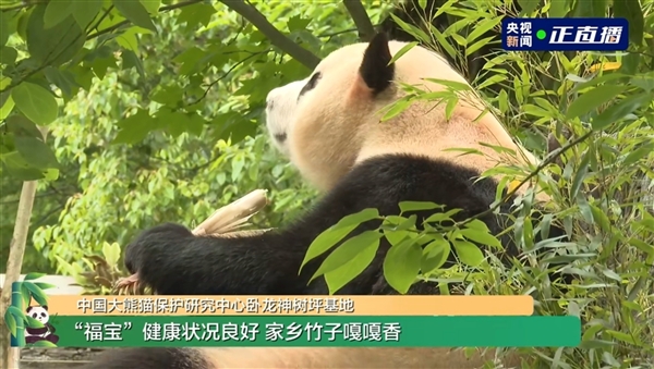 旅韩回国的大熊猫福宝开始营业了：在熊猫中心卧龙神树坪基地亮相 大熊猫福宝 第3张