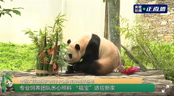 旅韩回国的大熊猫福宝开始营业了：在熊猫中心卧龙神树坪基地亮相 大熊猫福宝 第2张