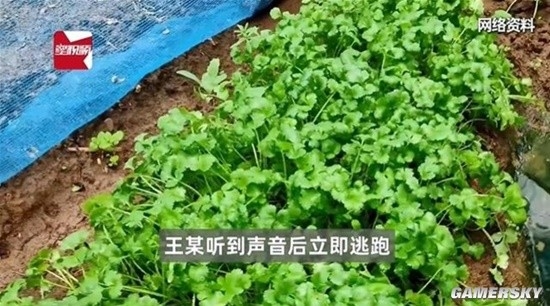 老太偷菜逃跑摔伤 向菜主索赔8万引热议 法院驳回诉求被网友点赞 老太偷菜 索赔 第1张