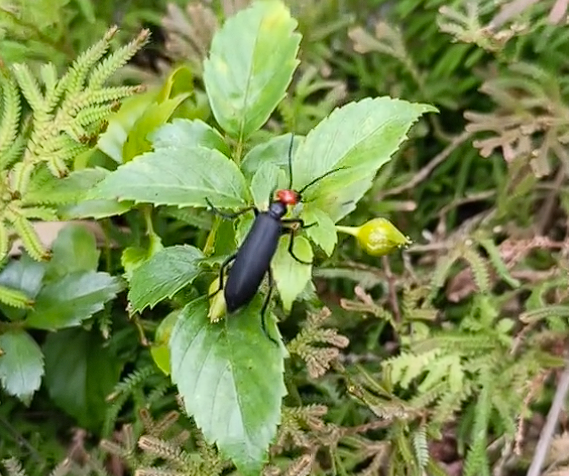 是益虫也是害虫 湖南局部出现大量“鸡公虫”：皮肤接触就长水泡 鸡公虫 第1张