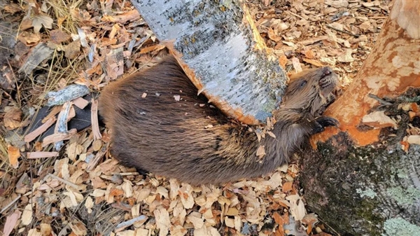 大自然最强伐木工：一不小心就被树压死 且死状凄惨