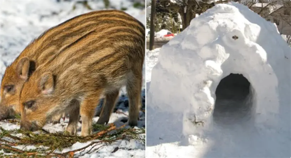 加拿大超级野猪入侵美国，体型2倍于美国野猪而且智商更高不怕冷 野猪 第4张