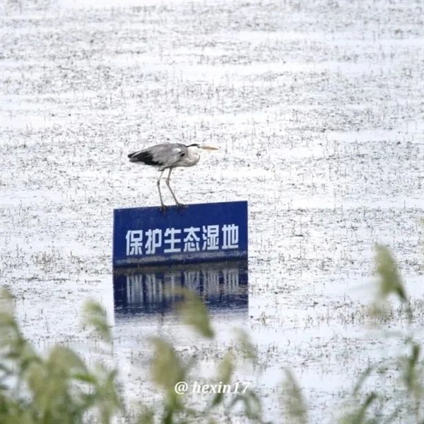 神秘大鸟现身北京昌平！看起来呆傻、其实精明的很