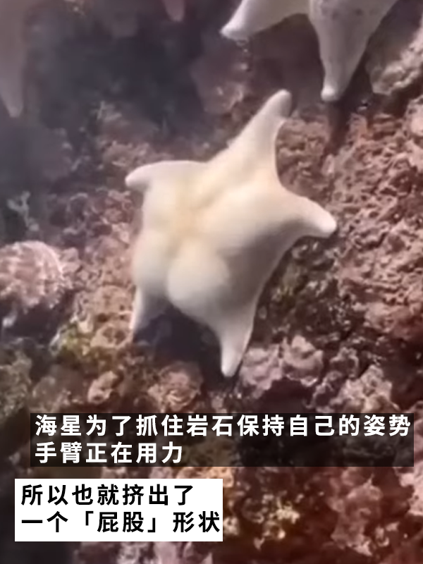 网友偶遇翘臀海星！派大星是你吗？ 海星 第5张