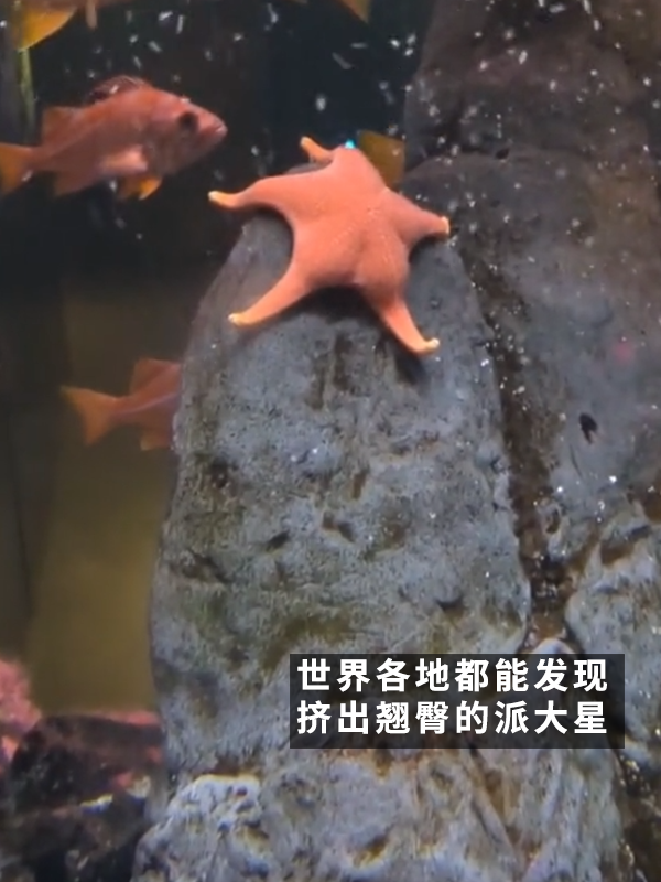 网友偶遇翘臀海星！派大星是你吗？ 海星 第7张