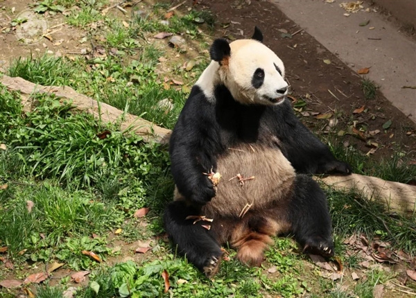 20岁雄性大熊猫彤彤死亡：突发疾病、呼吸衰竭 大熊猫彤彤死亡 第1张