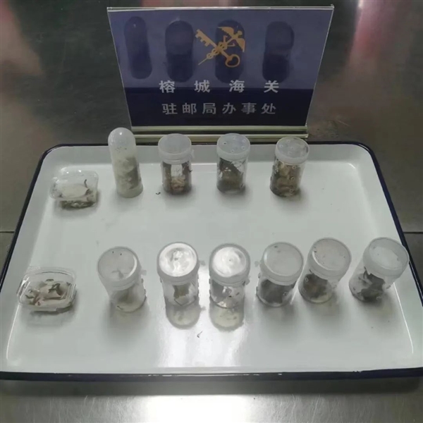 福州海关截获30只成虫：含4只亚洲最大的蜈蚣 海关 亚洲最大的蜈蚣 第1张