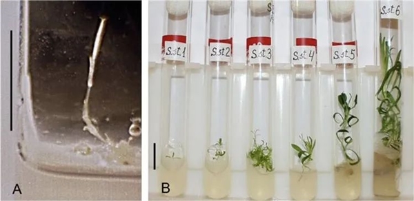 科学家复活了3万年前的种子 开花后才发现大不同 复活3万年前的种子 第7张