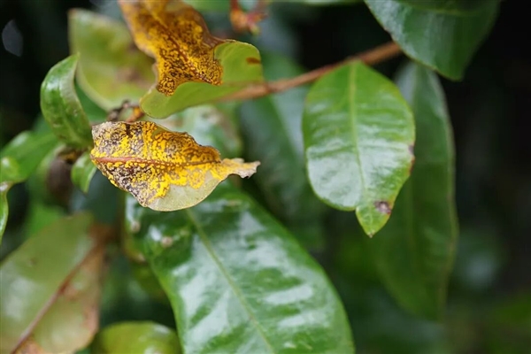 被真菌感染的“僵尸树” 虽活着但无法出新芽和繁殖 僵尸树 第5张