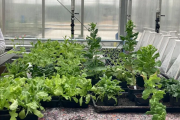 科学家首次种出带有肉味的菜：但你可能还尝不出来