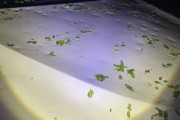 北京冰雹车盖被砸出气泡膜！车主：车玻璃砸碎 车身全是坑