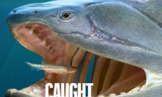 我国硬骨鱼类研究新突破！填补从鱼到人演化重大空白