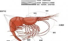为何我们常吃北极甜虾 少见南极磷虾