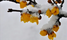 早春第一批开花的植物 为什么花朵大多是黄色的