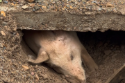 猪被泥石流掩埋36天奇迹般存活：网友起名猪坚强