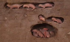 裸鼹鼠：这绝对是最独特的哺乳动物之一