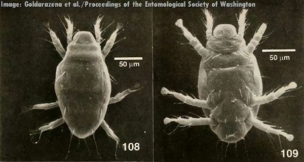这种螨虫的雄性出生就死亡 而雌性却每次都进行有性生殖 螨虫 第4张