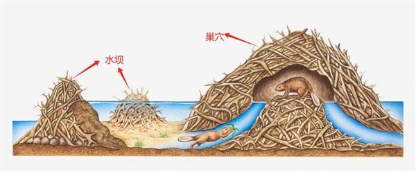 让捷克非常尴尬的故事，7年没建成的水坝被河狸一夜建成 7年没建成的水坝被河狸一夜建成 第4张