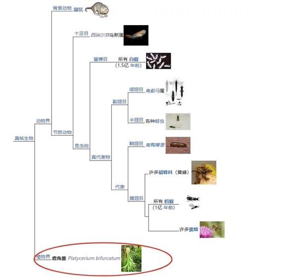 唯一真社会性植物：种群像蜜蜂、蚂蚁一样分工明确 社会性植物 第7张