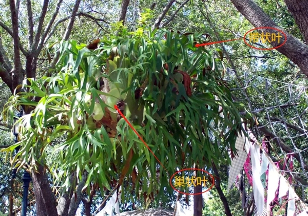 唯一真社会性植物：种群像蜜蜂、蚂蚁一样分工明确 社会性植物 第8张