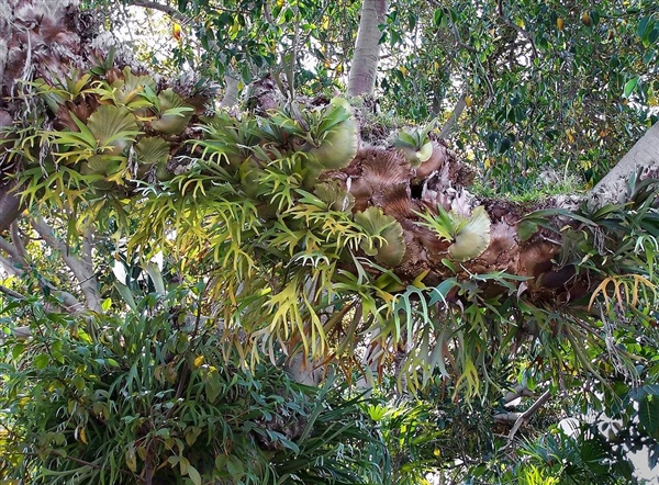 唯一真社会性植物：种群像蜜蜂、蚂蚁一样分工明确 社会性植物 第10张