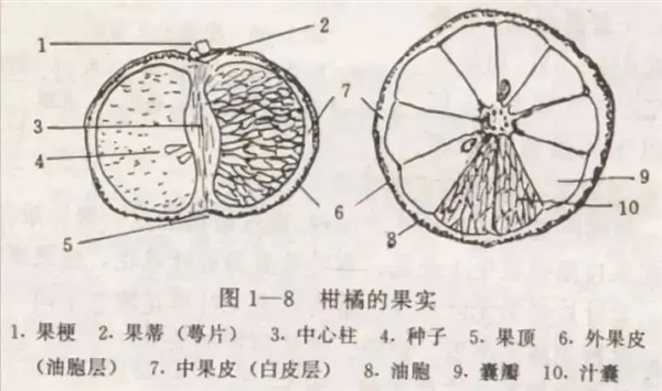 买到的橘子果皮变蓝是发霉了吗 还能吃吗 买到的橘子果皮变蓝 第2张