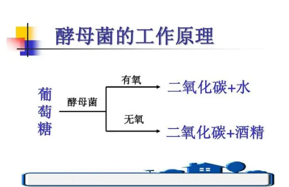 酵母菌：微生物世界里手握核武的超级杀手 酵母菌 微生物世界 第4张