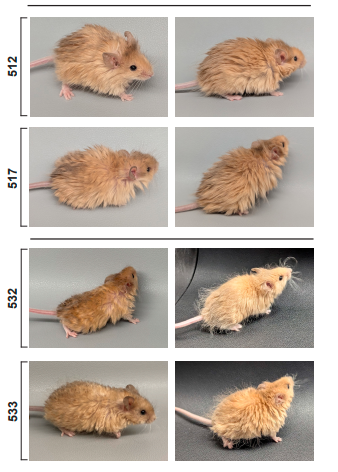 有了“长毛猛犸鼠” 我们真的能“复活猛犸象”吗 复活猛犸象 第3张