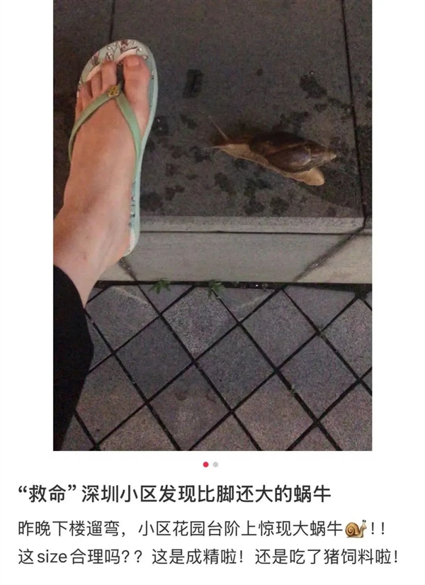 深圳雨后惊现手掌大的蜗牛 千万别碰 蜗牛 第2张 深圳雨后惊现手掌大的蜗牛 千万别碰 蜗牛 第2张