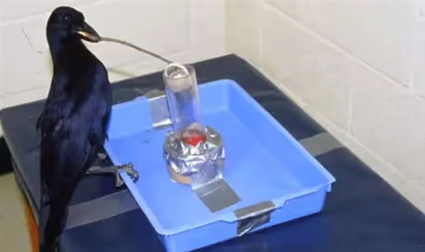 一只鹰学会识别交通信号 利用交通规则捕猎 成功率倍增 鹰学会识别交通信号 第1张 一只鹰学会识别交通信号 利用交通规则捕猎 成功率倍增 鹰学会识别交通信号 第1张