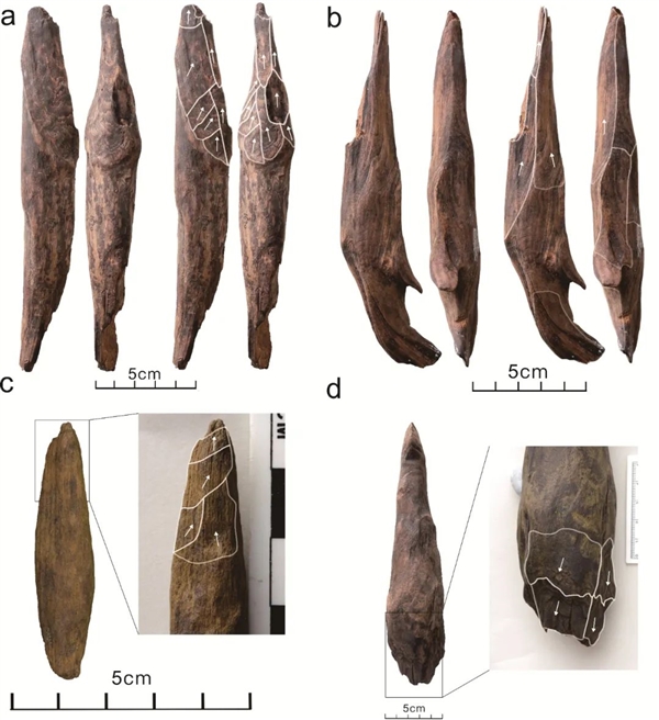 距今最久36万年!云南出土东亚最早木器 揭秘古人生存之道 东亚最早木器 第2张 距今最久36万年!云南出土东亚最早木器 揭秘古人生存之道 东亚最早木器 第2张