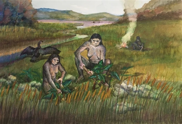 距今最久36万年!云南出土东亚最早木器 揭秘古人生存之道 东亚最早木器 第4张 距今最久36万年!云南出土东亚最早木器 揭秘古人生存之道 东亚最早木器 第4张