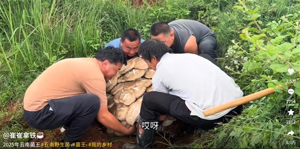 云南现80公斤巨无霸“菌王”:4名壮汉才能搬得动 80公斤菌王 第1张 云南现80公斤巨无霸“菌王”:4名壮汉才能搬得动 80公斤菌王 第1张
