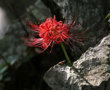 彼岸花的花语与象征 第1张