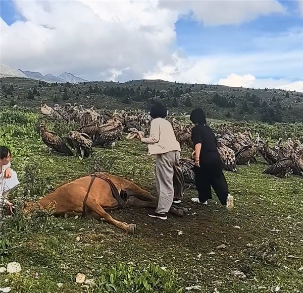 数名女游客驱赶分食死马的秃鹫 当地回应:不应人为干预 秃鹫 第2张 数名女游客驱赶分食死马的秃鹫 当地回应:不应人为干预 秃鹫 第2张