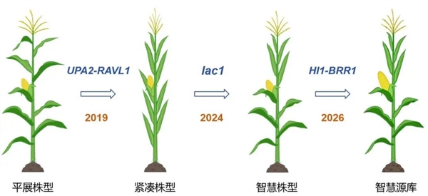 中国科学家找到玉米增产开关登《细胞》 多地试验稳定增产超10% 玉米增产 细胞 第3张 中国科学家找到玉米增产开关登《细胞》 多地试验稳定增产超10% 玉米增产 细胞 第3张