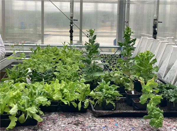 科学家首次种出带有肉味的菜：但你可能还尝不出来 带有肉味的菜 第1张