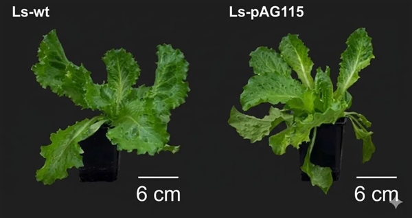 科学家首次种出带有肉味的菜：但你可能还尝不出来 带有肉味的菜 第2张
